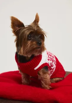 Medicine pulover pentru un animal de companie imagine