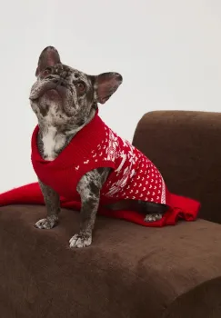 Accesorii pentru animale de companie imagine