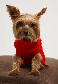 Medicine pulover pentru un animal de companie imagine