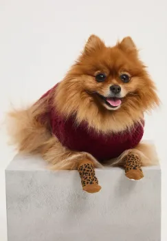 Medicine pulover pentru un animal de companie imagine